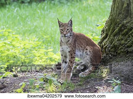 Lynx (Lynx lynx), sitting on a tree trunk, portrait, captive, Hesse, Deutschland View Large Photo Image Stock Photo - Lynx (Lynx lynx), sitting on a tree trunk, portrait, captive, Hesse, Deutschland. Fotosearch