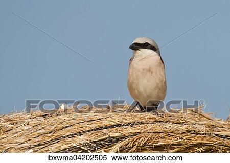 Male red-backed shrike (Lanius collurio), Hesse, Germany, Europe View Large Photo Image Stock Photography - Male red-backed shrike (Lanius collurio), Hesse, Germany, Europe. Fotosearch