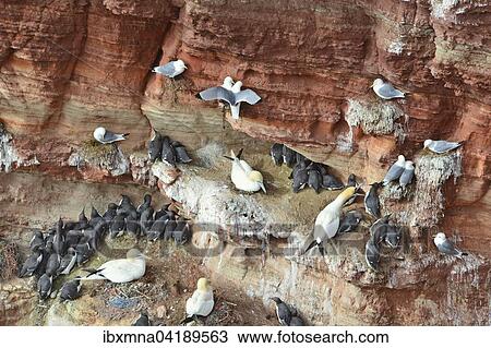 Many nesting sites in a Lummen cliff, northern gannets (Morus bassanus) and common murres (Uria aalge), Heligoland, Schleswig-Holstein, Germany, Europe View Large Photo Image Stock Image - Many nesting sites in a Lummen cliff, northern gannets (Morus bassanus) and common murres (Uria aalge), Heligoland, Schleswig-Holstein, Germany, Europe. Fotosearch