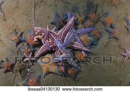 Many Northern Pacific Seastars or Japanese Common Starfish (Asterias amurensis), Sea of Japan, Primorsky Krai, Russian Federation View Large Photo Image Stock Image - Many Northern Pacific Seastars or Japanese Common Starfish (Asterias amurensis), Sea of Japan, Primorsky Krai, Russian Federation. Fotosearch