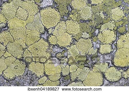 Map Lichen (Rhizocarpon geographicum) on rock, Vosges, Alsace-Lorraine, France, Europe View Large Photo Image Stock Photo - Map Lichen (Rhizocarpon geographicum) on rock, Vosges, Alsace-Lorraine, France, Europe. Fotosearch