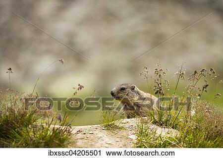Marmot (Marmota), Tyrol, Austria, Europe View Large Photo Image Stock Image - Marmot (Marmota), Tyrol, Austria, Europe. Fotosearch