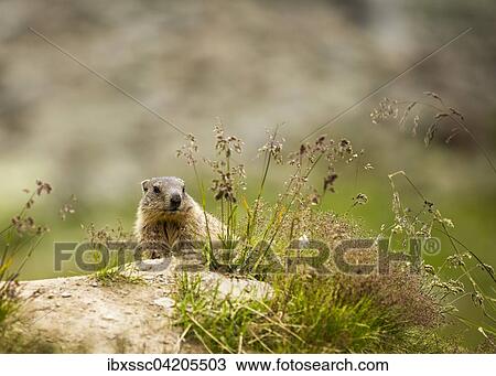 Stock Image - Marmot (Marmota), Tyrol, Austria, Europe. Fotosearch