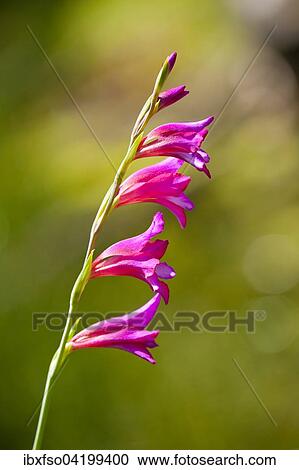 Marsh Gladiolus (Gladiolus palustris), flowering, Thuringia, Germany, Europe View Large Photo Image Stock Image - Marsh Gladiolus (Gladiolus palustris), flowering, Thuringia, Germany, Europe. Fotosearch