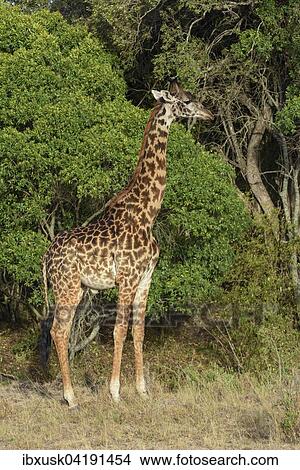 Masai giraffe (Giraffa camelopardalis) in front of bushes, Masai Mara National Reserve, Narok County, Kenya, Africa View Large Photo Image Picture - Masai giraffe (Giraffa camelopardalis) in front of bushes, Masai Mara National Reserve, Narok County, Kenya, Africa. Fotosearch