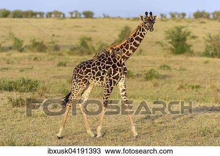 Masai giraffe (Giraffa camelopardalis), young animal with red-billed oxpeckers (Buphagus erythrorhynchus) on its neck, Masai Mara National Reserve, Narok County, Kenya, Africa View Large Photo Image Stock Image - Masai giraffe (Giraffa camelopardalis), young animal with red-billed oxpeckers (Buphagus erythrorhynchus) on its neck, Masai Mara National Reserve, Narok County, Kenya, Africa. Fotosearch