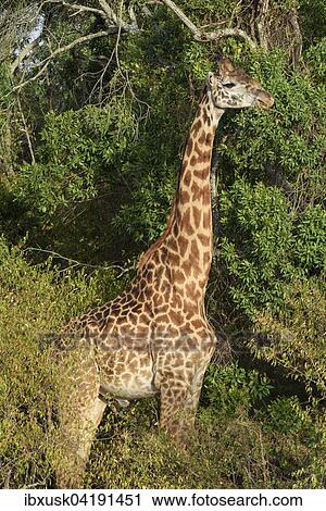 Masai giraffe (Giraffa camelopardalis) amongst bushes, Masai Mara National Reserve, Narok County, Kenya, Africa View Large Photo Image Stock Image - Masai giraffe (Giraffa camelopardalis) amongst bushes, Masai Mara National Reserve, Narok County, Kenya, Africa. Fotosearch