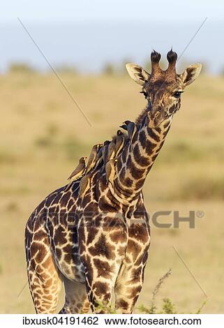Masai giraffe (Giraffa camelopardalis), young animal with red-billed oxpeckers (Buphagus erythrorhynchus) on its neck, Masai Mara National Reserve, Narok County, Kenya, Africa View Large Photo Image Stock Image - Masai giraffe (Giraffa camelopardalis), young animal with red-billed oxpeckers (Buphagus erythrorhynchus) on its neck, Masai Mara National Reserve, Narok County, Kenya, Africa. Fotosearch