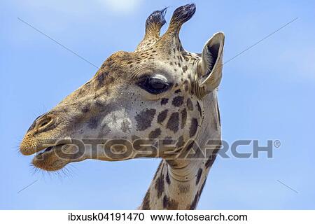 Masai giraffe (Giraffa camelopardalis), portrait, Masai Mara National Reserve, Narok County, Kenya, Africa View Large Photo Image Stock Image - Masai giraffe (Giraffa camelopardalis), portrait, Masai Mara National Reserve, Narok County, Kenya, Africa. Fotosearch