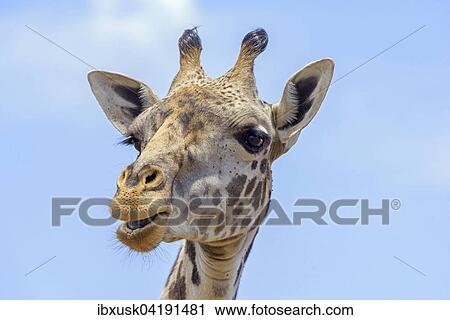 Masai giraffe (Giraffa camelopardalis), portrait, Masai Mara National Reserve, Narok County, Kenya, Africa View Large Photo Image Stock Image - Masai giraffe (Giraffa camelopardalis), portrait, Masai Mara National Reserve, Narok County, Kenya, Africa. Fotosearch