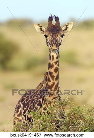 Masai giraffe (Giraffa camelopardalis), young animal with red-billed oxpeckers (Buphagus erythrorhynchus) on its neck, Masai Mara National Reserve, Narok County, Kenya, Africa View Large Photo Image Stock Photo - Masai giraffe (Giraffa camelopardalis), young animal with red-billed oxpeckers (Buphagus erythrorhynchus) on its neck, Masai Mara National Reserve, Narok County, Kenya, Africa. Fotosearch