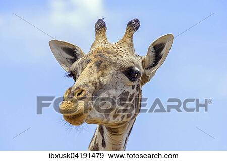 Masai giraffe (Giraffa camelopardalis), portrait, Masai Mara National Reserve, Narok County, Kenya, Africa View Large Photo Image Stock Photo - Masai giraffe (Giraffa camelopardalis), portrait, Masai Mara National Reserve, Narok County, Kenya, Africa. Fotosearch