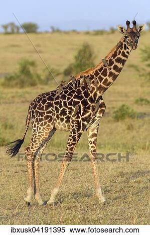 Masai giraffe (Giraffa camelopardalis), young animal with red-billed oxpeckers (Buphagus erythrorhynchus) on its neck, Masai Mara National Reserve, Narok County, Kenya, Africa View Large Photo Image Stock Photography - Masai giraffe (Giraffa camelopardalis), young animal with red-billed oxpeckers (Buphagus erythrorhynchus) on its neck, Masai Mara National Reserve, Narok County, Kenya, Africa. Fotosearch