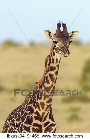 Masai giraffe (Giraffa camelopardalis), young animal with red-billed oxpeckers (Buphagus erythrorhynchus) on its neck, Masai Mara National Reserve, Narok County, Kenya, Africa View Large Photo Image Stock Photography - Masai giraffe (Giraffa camelopardalis), young animal with red-billed oxpeckers (Buphagus erythrorhynchus) on its neck, Masai Mara National Reserve, Narok County, Kenya, Africa. Fotosearch