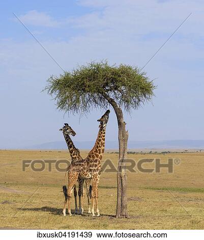 Stock Photo - Masai giraffes (Giraffa camelopardalis), feeding on a great acacia tree, Masai Mara National Reserve, Narok County, Kenya, Africa. Fotosearch