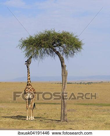 Masai giraffes (Giraffa camelopardalis), feeding on a great acacia tree, Masai Mara National Reserve, Narok County, Kenya, Africa View Large Photo Image Stock Photograph - Masai giraffes (Giraffa camelopardalis), feeding on a great acacia tree, Masai Mara National Reserve, Narok County, Kenya, Africa. Fotosearch