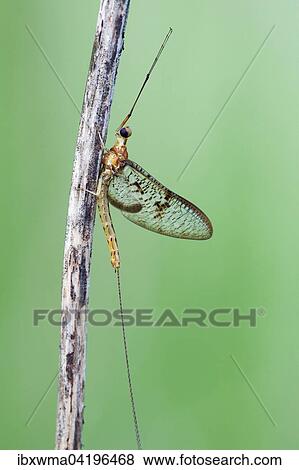 Mayfly (Ephemeroptera), Hesse, Germany, Europe View Large Photo Image Stock Photo - Mayfly (Ephemeroptera), Hesse, Germany, Europe. Fotosearch