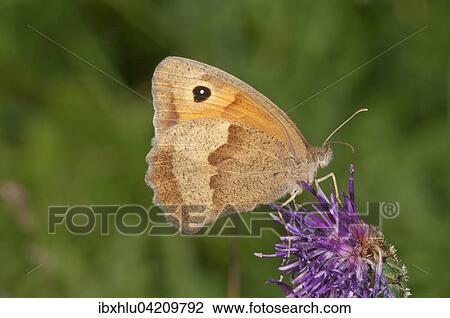 Meadow brown (Maniola jurtina), drinking nectar from greater knapweed (Centaurea scabiosa), Baden-Wurttemberg, Germany, Europe View Large Photo Image Stock Image - Meadow brown (Maniola jurtina), drinking nectar from greater knapweed (Centaurea scabiosa), Baden-Wurttemberg, Germany, Europe. Fotosearch