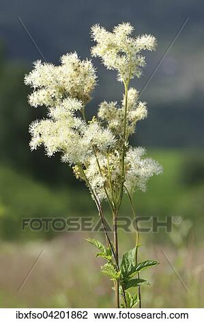 Stock Image - Meadowsweet (Filipendula ulmaria), flowering, Thuringia, Germany, Europe. Fotosearch
