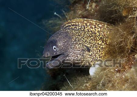 Stock Photography - Mediterranean moray (Muraena helena), Corfu, Ionian Islands, Greece, Europe. Fotosearch