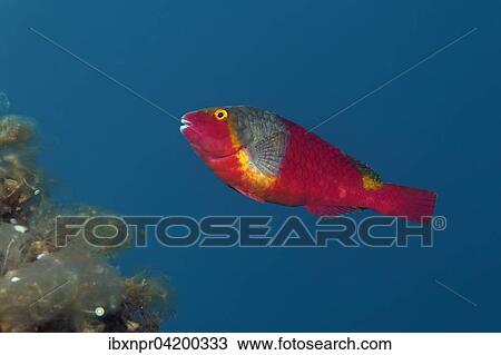 Stock Image - Mediterranean Parrotfish (Sparisoma cretense), Corfu, Ionian Islands, Greece, Europe. Fotosearch