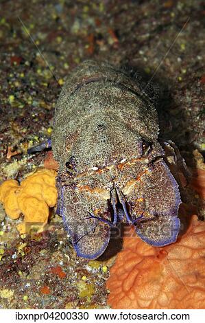 Mediterranean slipper lobster (Scyllarides latus), Corfu, Ionian Islands, Greece, Europe View Large Photo Image Stock Image - Mediterranean slipper lobster (Scyllarides latus), Corfu, Ionian Islands, Greece, Europe. Fotosearch
