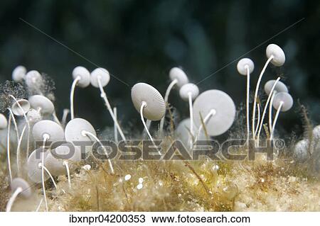 Stock Image - Mermaid's Wine Glass (Acetabularia mediterranea), Corfu, Ionian Islands, Greece, Europe. Fotosearch