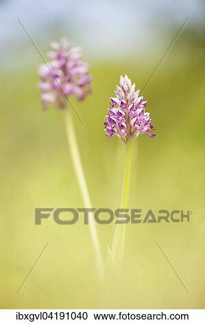 Stock Image - Military orchid (Orchis militaris) within dry grass, Grosshoflein, Burgenland, Austria, Europe. Fotosearch
