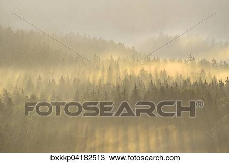 Stock Image - Mist rising from the forest, in the morning, at sunrise, Saxon Switzerland, Elbe Sandstone Mountains, Saxony, Germany, Europe. Fotosearch