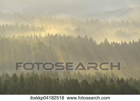 Mist rising from the forest, in the morning, at sunrise, Saxon Switzerland, Elbe Sandstone Mountains, Saxony, Germany, Europe View Large Photo Image Stock Photo - Mist rising from the forest, in the morning, at sunrise, Saxon Switzerland, Elbe Sandstone Mountains, Saxony, Germany, Europe. Fotosearch