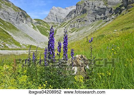 Monk's-hood (Aconitum napellus), Grand Muveran, Bernese Alps in Ovronnaz, Canton of Valais, Switzerland, Europe View Large Photo Image Stock Image - Monk's-hood (Aconitum napellus), Grand Muveran, Bernese Alps in Ovronnaz, Canton of Valais, Switzerland, Europe. Fotosearch
