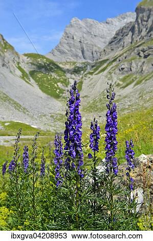 Monk's-hood (Aconitum napellus), Grand Muveran, Bernese Alps in Ovronnaz, Canton of Valais, Switzerland, Europe View Large Photo Image Stock Image - Monk's-hood (Aconitum napellus), Grand Muveran, Bernese Alps in Ovronnaz, Canton of Valais, Switzerland, Europe. Fotosearch