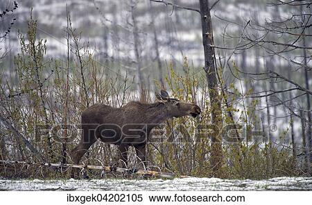 Moose (Alces alces), male, growing antlers, Grand Teton National Park, Wyoming, USA, North America View Large Photo Image Stock Photography - Moose (Alces alces), male, growing antlers, Grand Teton National Park, Wyoming, USA, North America. Fotosearch
