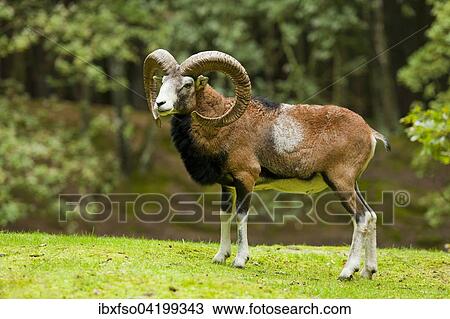 Stock Image - Mouflon (Ovis ammon musimon), ram, captive, Saxony, Germany, Europe. Fotosearch