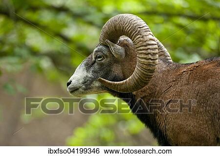 Mouflon (Ovis ammon musimon), ram, captive, Saxony, Germany, Europe View Large Photo Image Stock Photograph - Mouflon (Ovis ammon musimon), ram, captive, Saxony, Germany, Europe. Fotosearch