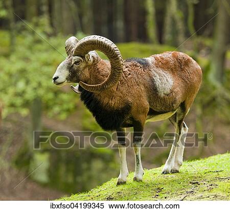 Mouflon (Ovis ammon musimon), ram, captive, Saxony, Germany, Europe View Large Photo Image Stock Photography - Mouflon (Ovis ammon musimon), ram, captive, Saxony, Germany, Europe. Fotosearch