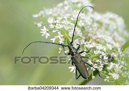 Musk beetle (Aromia moschata), male sitting on a flower umbel, North Rhine-Westphalia, Germany, Europe View Large Photo Image Picture - Musk beetle (Aromia moschata), male sitting on a flower umbel, North Rhine-Westphalia, Germany, Europe. Fotosearch