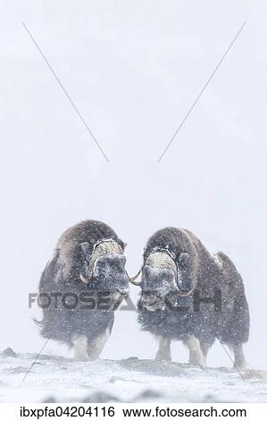 Stock Photograph - Muskox (Ovibos moschatus), Dovrefjell Sunndalsfjella National Park, Norway, Europe. Fotosearch