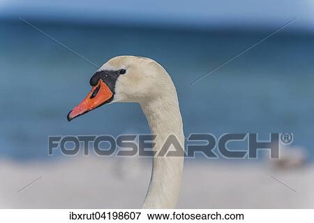 Mute Swan (Cygnus olor) at the beach, Baltic Sea, Mecklenburg-Western Pomerania, Germany, Europe View Large Photo Image Stock Photo - Mute Swan (Cygnus olor) at the beach, Baltic Sea, Mecklenburg-Western Pomerania, Germany, Europe. Fotosearch