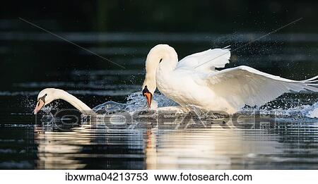 Mute swan (Cygnus olor) attacking a rival in the water, Germany, Europe View Large Photo Image Stock Image - Mute swan (Cygnus olor) attacking a rival in the water, Germany, Europe. Fotosearch