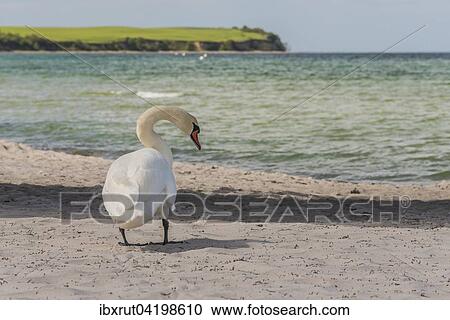 Mute Swan (Cygnus olor) on the beach, Baltic Sea, Mecklenburg-Western Pomerania, Germany, Europe View Large Photo Image Stock Image - Mute Swan (Cygnus olor) on the beach, Baltic Sea, Mecklenburg-Western Pomerania, Germany, Europe. Fotosearch