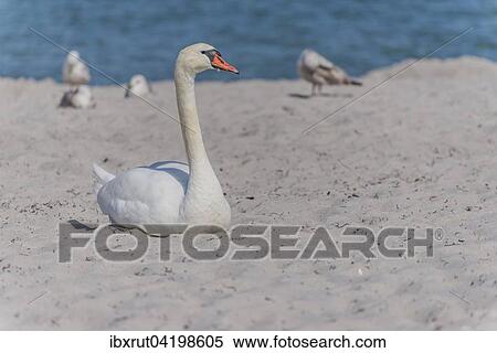 Stock Photography - Mute Swan (Cygnus olor) resting in the sand on the beach, Baltic Sea, Mecklenburg-Western Pomerania, Germany, Europe. Fotosearch