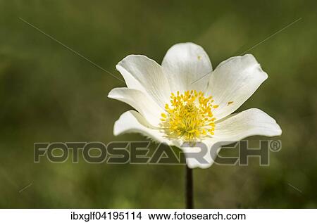 Narcissus-flowered anemone (Anemone narcissiflora), High Tauern National Park, East Tyrol, Tyrol, Austria, Europe View Large Photo Image Picture - Narcissus-flowered anemone (Anemone narcissiflora), High Tauern National Park, East Tyrol, Tyrol, Austria, Europe. Fotosearch