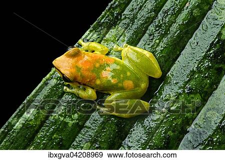 Neotropical frog (Pristimantis acuminatus, craugastoridae), Amazon rainforest, Yasuni National Park, Ecuador, South America View Large Photo Image Stock Photo - Neotropical frog (Pristimantis acuminatus, craugastoridae), Amazon rainforest, Yasuni National Park, Ecuador, South America. Fotosearch