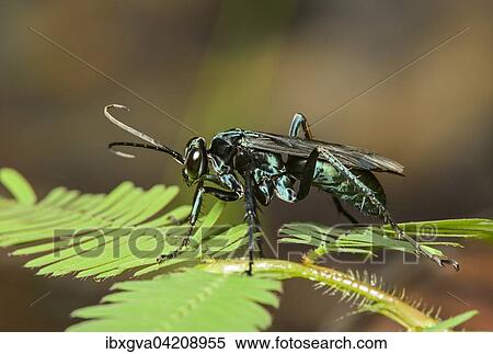Neotropical potter wasp (Vespidae), Amazon rainforest, Yasuni National Park, Ecuador, South America View Large Photo Image Stock Photography - Neotropical potter wasp (Vespidae), Amazon rainforest, Yasuni National Park, Ecuador, South America. Fotosearch