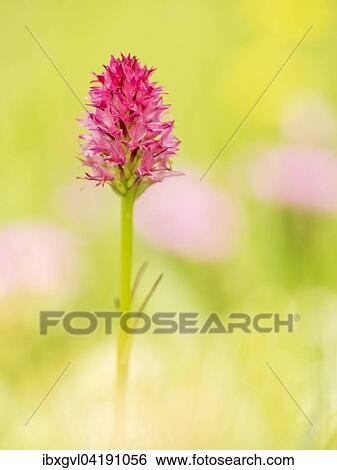 Nigritella (Nigritella rubra) in an Alpine meadow on the Schneealpe, Styria, Austria, Europe View Large Photo Image Stock Photograph - Nigritella (Nigritella rubra) in an Alpine meadow on the Schneealpe, Styria, Austria, Europe. Fotosearch
