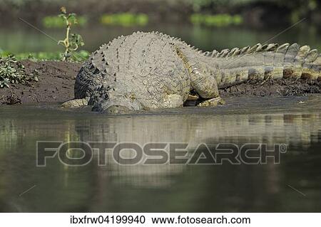 Nile Crocodile (Crocodylus niloticus), sliding into the water, Zambezi River, Lower Zambezi National Park, Zambia, Africa View Large Photo Image Stock Image - Nile Crocodile (Crocodylus niloticus), sliding into the water, Zambezi River, Lower Zambezi National Park, Zambia, Africa. Fotosearch