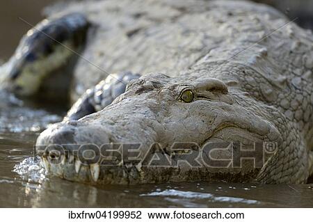 Nile Crocodile (Crocodylus niloticus), on the Zambezi River, Lower Zambezi National Park, Zambia, Africa View Large Photo Image Stock Image - Nile Crocodile (Crocodylus niloticus), on the Zambezi River, Lower Zambezi National Park, Zambia, Africa. Fotosearch