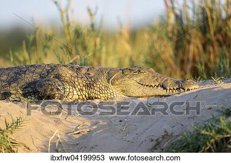 Stock Image - Nile Crocodile (Crocodylus niloticus), sunbathing, in the evening light, on sandbank, Lower Zambezi National Park, Zambia, Africa. Fotosearch