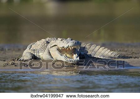 Nile Crocodile (Crocodylus niloticus), sunbathing, gaping mouth, on a sandbank, Zambezi River, Lower Zambezi National Park, Zambia, Africa View Large Photo Image Stock Photo - Nile Crocodile (Crocodylus niloticus), sunbathing, gaping mouth, on a sandbank, Zambezi River, Lower Zambezi National Park, Zambia, Africa. Fotosearch